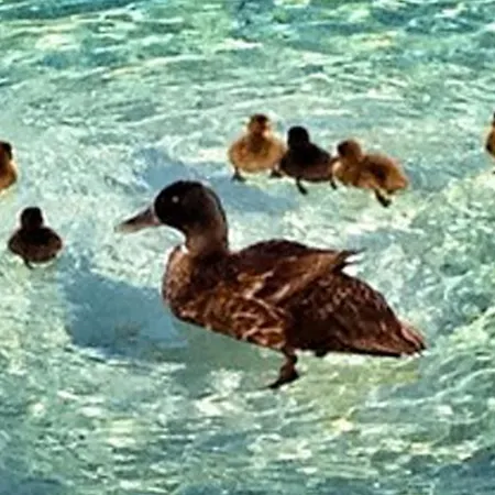 Hotel Playa Santandria Adults Only 3*